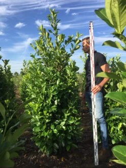 Grote Laurierkers (Prunus Laurocerasus 'Rotundifolia') -PlantenPracht Winkel prunus l rot 200225 1