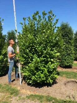 Grote Laurierkers (Prunus Laurocerasus 'Rotundifolia') -PlantenPracht Winkel prunus l rot 250300 x 100 150 br 1