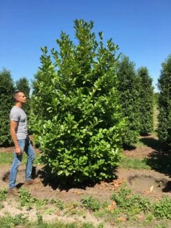 Grote Laurierkers (Prunus Laurocerasus 'Rotundifolia') -PlantenPracht Winkel prunus l rot 300350 x150 br 2