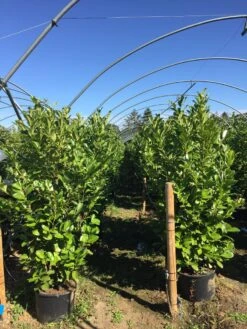 Grote Laurierkers (Prunus Laurocerasus 'Rotundifolia') -PlantenPracht Winkel prunus laur. rotundifolia h160180cm 2