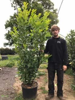 Grote Laurierkers (Prunus Laurocerasus 'Rotundifolia') -PlantenPracht Winkel prunus laur. rotundifolia h180 200cm 1