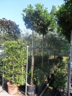 Laurier Als Boom (Prunus Laurocerasus 'Etna') -PlantenPracht Winkel prunus laurocerasus etna 10 12ho