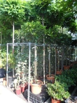 Laurier Als Boom (Prunus Laurocerasus 'Etna') -PlantenPracht Winkel prunus laurocerasus etna 120stam c20