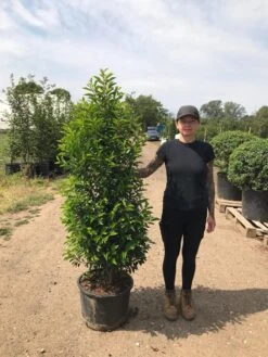 Grote Portugese Laurier (Prunus Lusitanica 'Angustifolia') -PlantenPracht Winkel prunus lus. angustifolia h140160 3