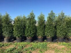 Grote Portugese Laurier (Prunus Lusitanica 'Angustifolia') 19 Grote Portugese Laurier (Prunus Lusitanica 'Angustifolia') -PlantenPracht Winkel prunus lus. angustifolia h160180cm