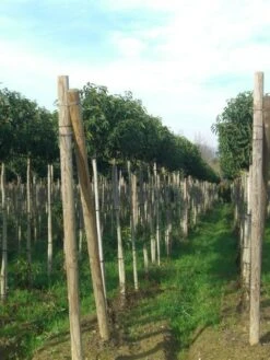 Portugese Laurier Als Boom (Prunus Lusitanica 'Angustifolia') -PlantenPracht Winkel prunus lusitanica