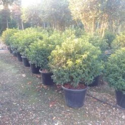 Portugese Laurier Als Bol (Prunus Lusitanica 'Angustifolia') -PlantenPracht Winkel prunus lusitanica 1 2