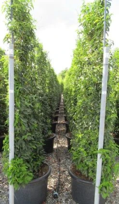 Portugese Laurier Als Leivorm (Prunus Lusitanica 'Angustifolia') -PlantenPracht Winkel prunus lusitanica 110x180 leivorm 2