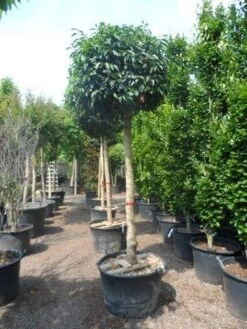Portugese Laurier Als Boom (Prunus Lusitanica) -PlantenPracht Winkel prunus lusitanica 20 25ho c160