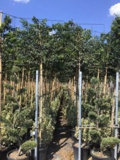 Portugese Laurier Als Leiboom (Prunus Lusitanica) 9 Portugese Laurier Als Leiboom (Prunus Lusitanica) -PlantenPracht Winkel prunus lusitanica 5