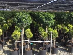 Portugese Laurier Op Stam (Prunus Lusitanica 'Angustifolia') -PlantenPracht Winkel prunus lusitanica 80cm stam 1