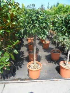 Portugese Laurier Als Boom (Prunus Lusitanica) -PlantenPracht Winkel prunus lusitanica 80stam c25