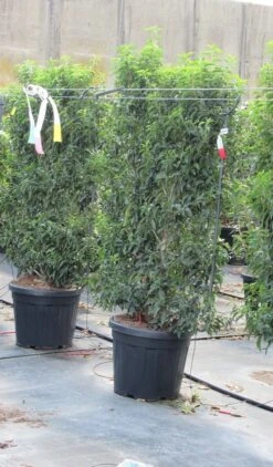 PlantenPracht Winkel -PlantenPracht Winkel prunus lusitanica 80x110 leivorm 2