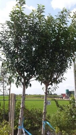 Portugese Laurier Als Boom (Prunus Lusitanica 'Angustifolia') -PlantenPracht Winkel prunus lusitanica als boom01