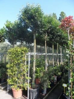 Portugese Laurier Als Boom (Prunus Lusitanica 'Angustifolia') -PlantenPracht Winkel prunus lusitanica angustifolia