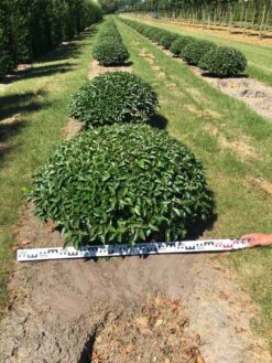 Portugese Laurier Als Grote Bolvorm (Prunus Lusitanica 'Angustifolia') -PlantenPracht Winkel prunus lusitanica angustifolia 100 cm breed bol drkl