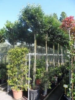 Portugese Laurier Als Boom (Prunus Lusitanica 'Angustifolia') -PlantenPracht Winkel prunus lusitanica angustifolia 12 14ho 2