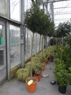 Portugese Laurier Als Boom (Prunus Lusitanica 'Angustifolia') -PlantenPracht Winkel prunus lusitanica angustifolia 150stam c25