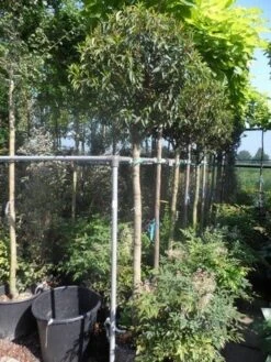 Portugese Laurier Als Boom (Prunus Lusitanica 'Angustifolia') -PlantenPracht Winkel prunus lusitanica angustifolia 150stam c35