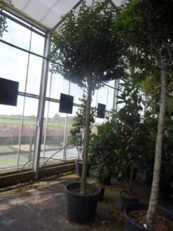 Portugese Laurier Als Boom (Prunus Lusitanica 'Angustifolia') -PlantenPracht Winkel prunus lusitanica angustifolia 16 18ho c90 1