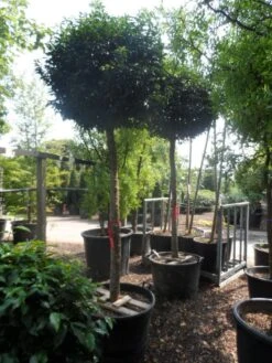 Portugese Laurier Als Boom (Prunus Lusitanica 'Angustifolia') -PlantenPracht Winkel prunus lusitanica angustifolia 18 20 ho c130