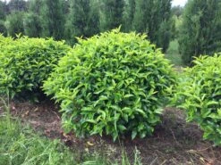 Portugese Laurier Als Grote Bolvorm (Prunus Lusitanica 'Angustifolia') 11 Portugese Laurier Als Grote Bolvorm (Prunus Lusitanica 'Angustifolia') -PlantenPracht Winkel prunus lusitanica angustifolia 90 cm breed bol drkl 1