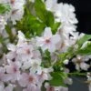 Japanse Sierkers (Prunus Nipponica 'Brillant') -PlantenPracht Winkel prunus nipponica brillant 1 1