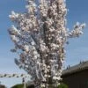 Japanse Sierkers Als Zuilboom (Prunus Serrulata 'Amanogawa') -PlantenPracht Winkel prunus serrulata amanogawa 2
