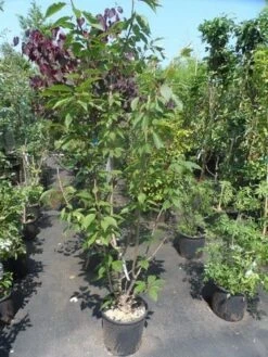 Sierkers, Struikvorm (Prunus Serrulata 'Kanzan') -PlantenPracht Winkel prunus serrulata kanzan 150 175 200 c25 2