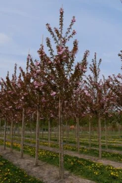Grote Sierkers (Prunus Serrulata 'Kanzan') -PlantenPracht Winkel prunus serrulata kanzan 25 30 1