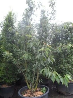 Sierkers, Struikvorm (Prunus Serrulata 'Kanzan') -PlantenPracht Winkel prunus serrulata kanzan 250 300 c250 2