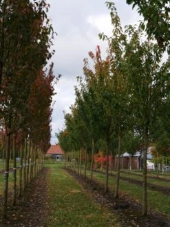 Grote Sierkers (Prunus Serrulata 'Kanzan') -PlantenPracht Winkel prunus serrulata kanzan 35 40 1