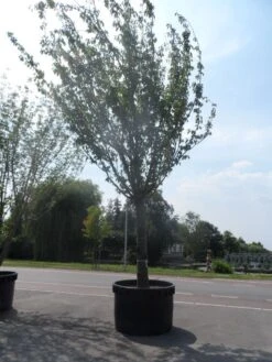 Japanse Sierkers (Prunus Serrulata 'Kanzan') 15 Japanse Sierkers (Prunus Serrulata 'Kanzan') -PlantenPracht Winkel prunus serrulata kanzan 90 100ho c1500