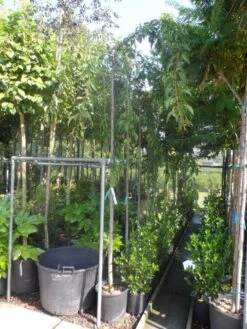 Japanse Treursierkers (Prunus Serrulata 'Kiku-shidare') -PlantenPracht Winkel prunus serrulata kiku shidare zakura 10 12ho cont 1