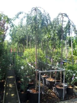 Japanse Treursierkers (Prunus 'Snow Fountain') -PlantenPracht Winkel prunus snow fountains 12 14 ho cont