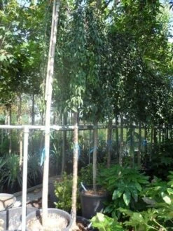 Japanse Treursierkers (Prunus 'Snow Fountain') -PlantenPracht Winkel prunus snow fountains 14 16 18ho cont. 250stam