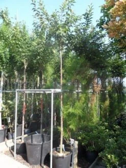 Japanse Sierkers (Prunus Subhirtella 'Autumnalis') -PlantenPracht Winkel prunus subhirtella autumnalis 10 12ho cont 3