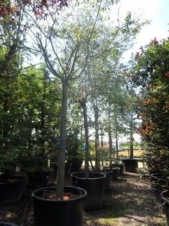 Japanse Sierkers (Prunus Subhirtella 'Autumnalis') -PlantenPracht Winkel prunus subhirtella autumnalis 30 35 40ho c350 3