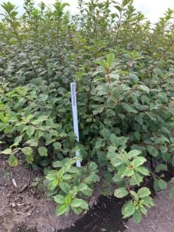 Amandelboompje Als Struik (Prunus Triloba) -PlantenPracht Winkel prunus triloba 1