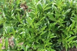 Laurierkers (Prunus Laurocerasus 'Sofia') -PlantenPracht Winkel prunuslsofia02 2