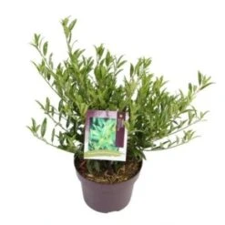 Laurierkers (Prunus Laurocerasus 'Sofia') -PlantenPracht Winkel prunuslsofia03 2