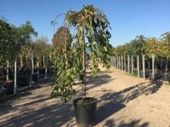 Treursierkers Op Stam (Prunus 'White Fountain')
