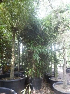 Bamboe (Pseudosasa Japonica) -PlantenPracht Winkel pseudosasa japonica 200 300 c240 extra