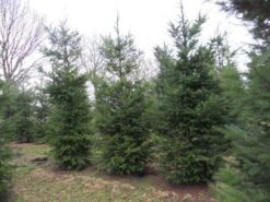 Douglasspar (Pseudotsuga Menziessii) -PlantenPracht Winkel pseudotsuga menziesii 500