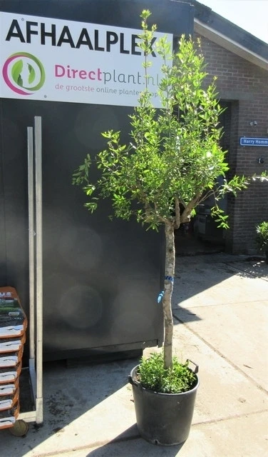 Granaatappel Op Stam (Punica Granatum) 6 Granaatappel Op Stam (Punica Granatum) - Afbeelding 4