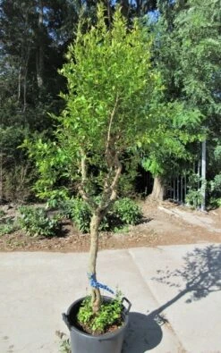 Granaatappel Op Stam (Punica Granatum) 10 Granaatappel Op Stam (Punica Granatum) -PlantenPracht Winkel punica03