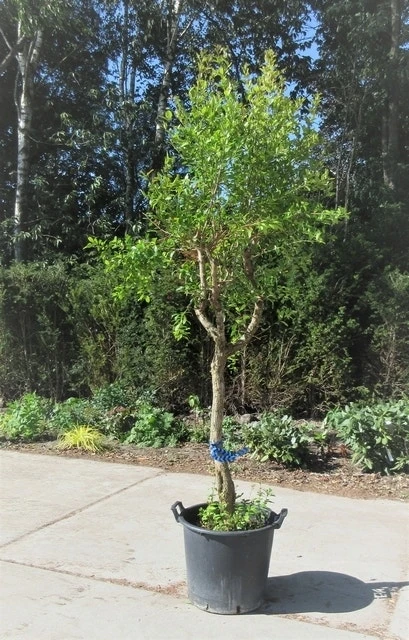 Granaatappel Op Stam (Punica Granatum) 4 Granaatappel Op Stam (Punica Granatum) - Afbeelding 2