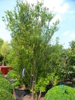 Granaatappel Als Struik (Punica Granatum) -PlantenPracht Winkel punica granatum 250 300 c285 meerstammig