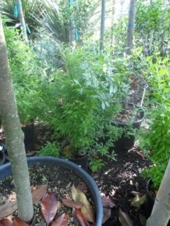 Granaatappel Als Struik (Punica Granatum) -PlantenPracht Winkel punica granatum c10