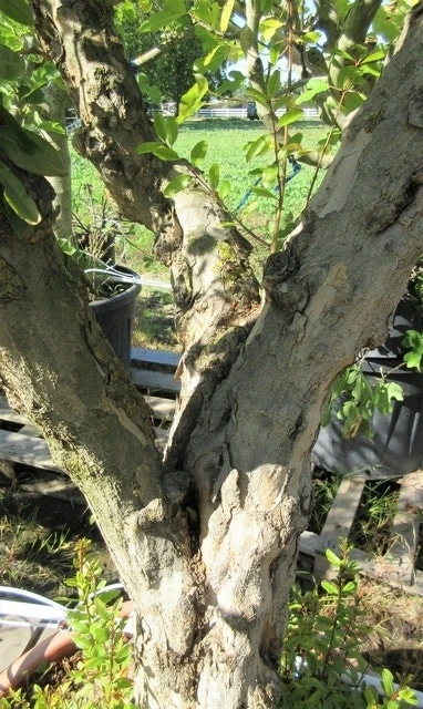 Granaatappel Op Stam (Punica Granatum) 7 Granaatappel Op Stam (Punica Granatum) - Afbeelding 5